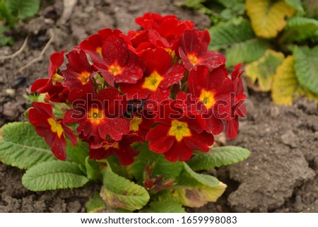 Primrose 'Crescendo Bright Red' (Primula x hybrida) Royalty-Free Stock Photo #1659998083