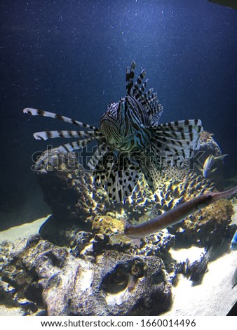 Beautiful underwater animals in the aquarium