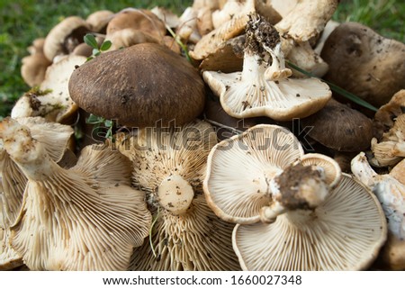 Pleurotus eryngii. Mushroom Thistle. Cardoncello mushroom freshly picked in the field