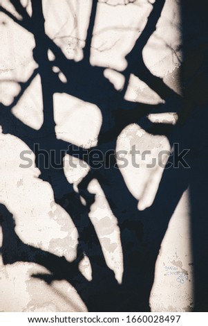 wood, reflexes and shadows, italy