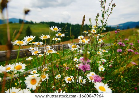 nature and flowers, beautiful wildflowers near wooden fence along a pasture in countryside, summer landscape in carpathian mountains, meadow and spruces on hills Royalty-Free Stock Photo #1660047964