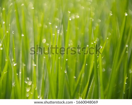 Unfocused picture,blurred of green grass and dews.