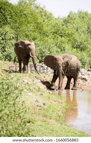 wild elephant herd in Tanzania conservation natural park