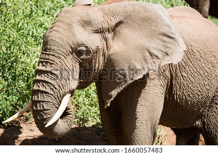 wild elephant herd in Tanzania conservation natural park
