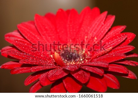 Red flower isolated, with waterdrops