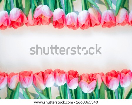 Pink flowers white background. Flower rose tulip in a rows. Flat lay mock up, top view