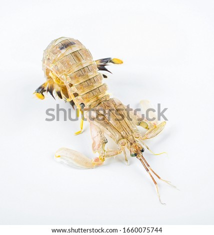 One fresh pip shrimp on white background	