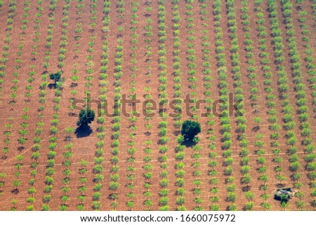 Trees in the field, Aerial view of the field of Majorca, Balearic Island, Spain.