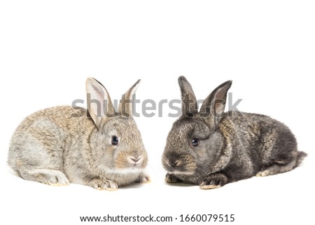 two fluffy rabbits on a white isolated background, a concept for the Easter holiday