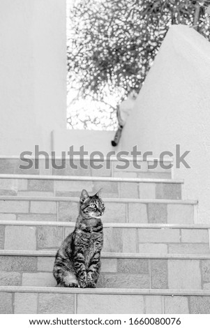 An elegant cat on the steps in the early morning in the rays of the rising sun.