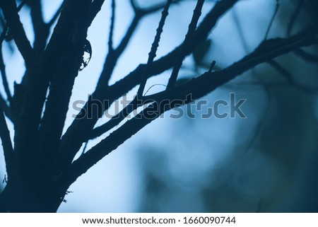 silhouette of a tree with water drop