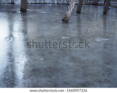 Winter flood- tree trunks in the frozen puddle