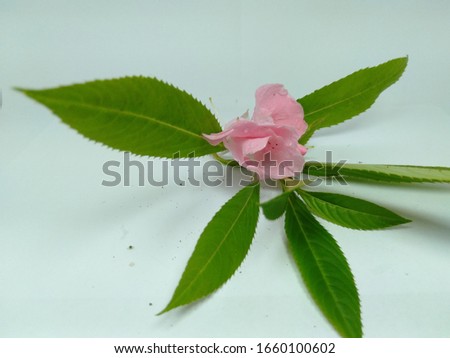 a leaf and flower henna water flower plant with a white background