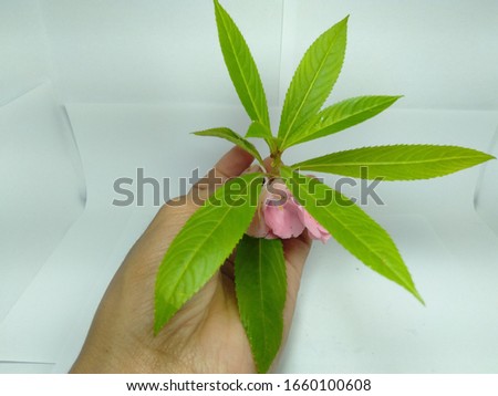 a leaf and flower henna water flower plant with a white background
