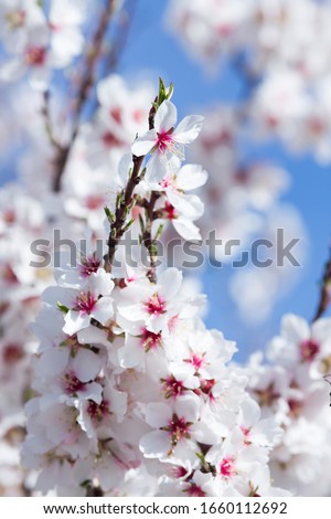 Wonderful white almond tree flowers and blue background. (Vertical)