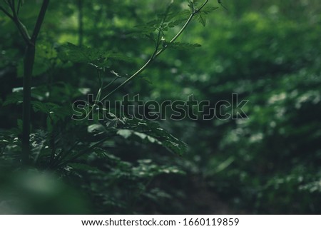Closeup photographs of Deep forest in the winter.