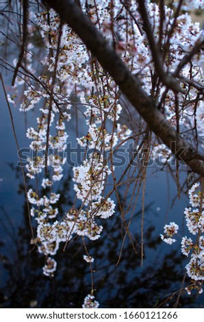 White cherry blossom hanging over a still water pond, river or lake with a clear reflection of an evening sky