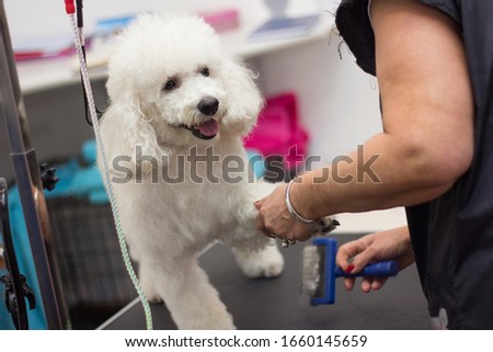 Grooming a little dog in a hair salon for dogs. Beautiful white poodle