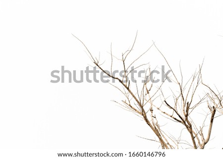 Dry twig on the tree on white background.