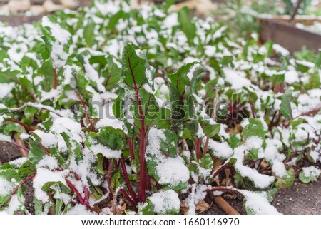 Red stems Swiss chard growing in raised bed with irrigation system under snow covered near Dallas, Texas, America. Green leafy vegetable cultivated in allotment patch, leafy beet Beta vulgaris Royalty-Free Stock Photo #1660146970