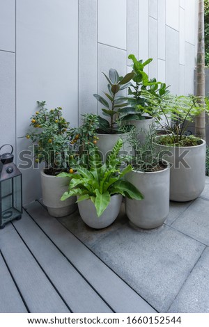 Beautiful green natural trees in pot decorate the gardening with gray wall and wooden floor interior in modern house. Concept relax leisure