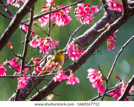 Bird and Cherry Blossoms outdoor
