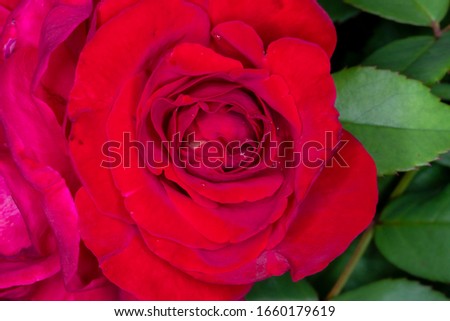 Red rose flower bloom on a black background red roses in a roses garden.