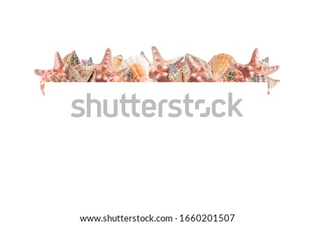 Seashells border on white background