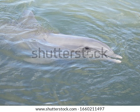 Dolphin swimming at research center Royalty-Free Stock Photo #1660211497