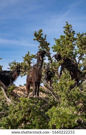 Goats in a tree which they climb to eat. Seeds are collected from their dung and used for Argan Oil production. 