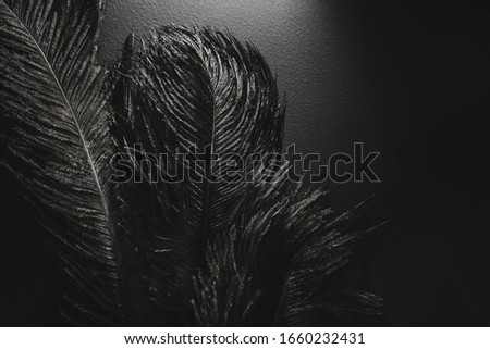 Roaring 1920s style. Ostrich feathers in spotlight. Black monochrome background.