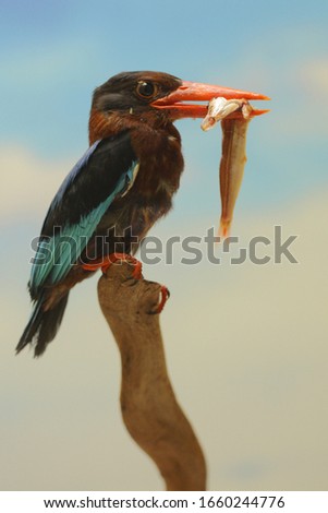 
A kingfisher bird ( Halcyon cyanoventris) is ready to eat the shaved fish.