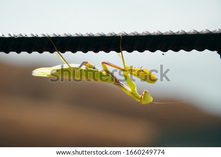 An insect on the street. A grasshopper hangs upside down on an iron beam.