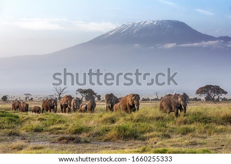A large family herd of elephants walks in the grasslands of Ambolesil National Park, with Mount Kilimanjaro in the background.  Royalty-Free Stock Photo #1660255333