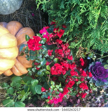 Pumpkins and flowers photo. Garden in the fall.