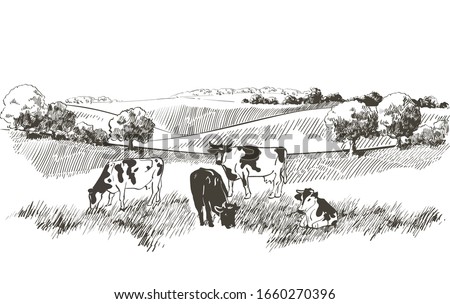 Vector cows on the field. Meadow, alkali, lye, grass, hills landscape. Flock of calves, farm animals with countryside pastures panorama. sketch illustration Royalty-Free Stock Photo #1660270396