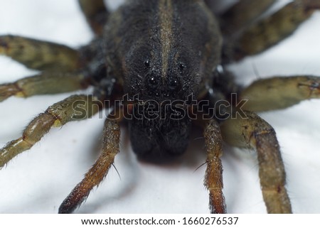 Macro shot of the Wolf Spider Lycosidae spp with eight dark eyes arranged around their heads.