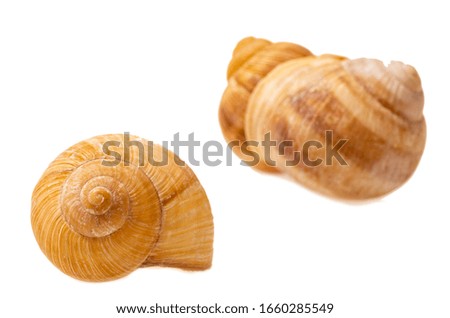 snails, grape snail snail house on a white background macro shot