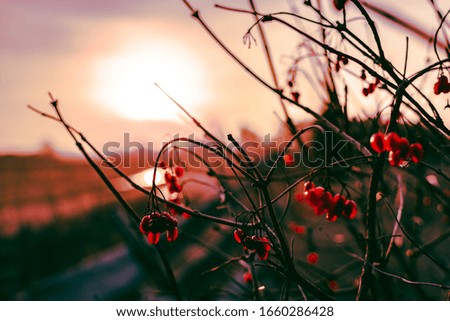 photo taken on sunrise in autumn with beautiful red berries in the background 