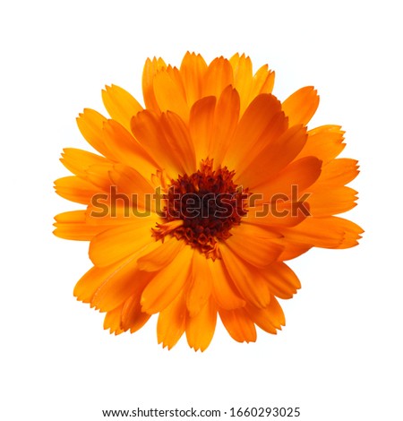Bright orange calendula flower Isolated on a white background.