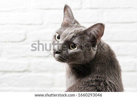 close up Domestic (siam thai cat ) Korat cat resting and hand people with selective focus