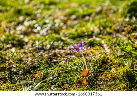 A single crocus flower blossoming in the garden at the end of winter