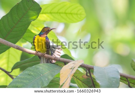 Birds that are beautiful in nature Anthreptes malacensis (Brown-throated sunbird)