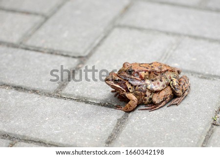 Couple of mating toads on the pavement in spring season