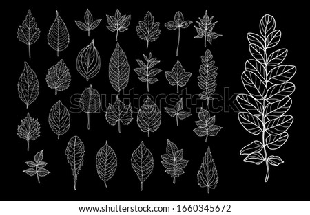 Decorative  hand drawn leaves set, design elements. Can be used for cards, invitations, banners, posters, print design. Floral background in line art style