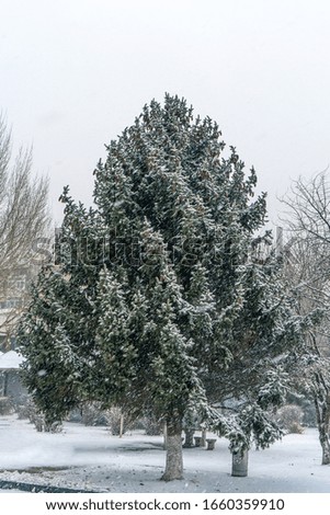 Northeast China winter outdoor pine and cypress