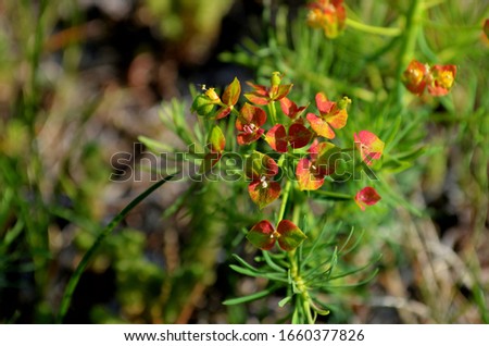 Euphorbia cypress perennial in autumn on a blurred background
