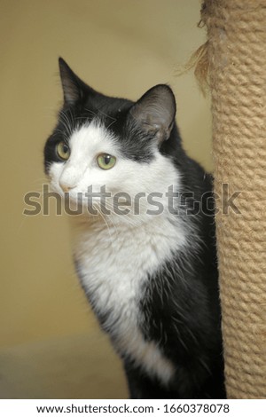 Serious black and white cat portrait