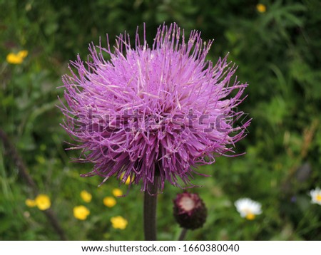 Cirsium heterophyllum, also known as melancholy thistle, is an erect spineless herb in the sunflower family. Close up         