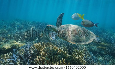 Underwater a green sea turtle with fish over a coral reef, south Pacific ocean, Oceania Royalty-Free Stock Photo #1660402000